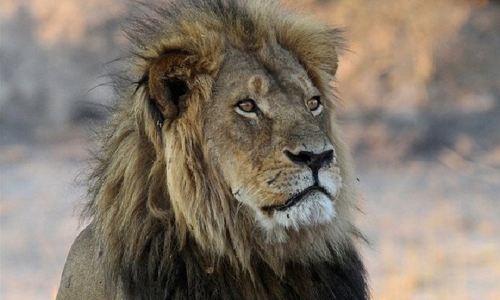 Trophy hunting could help conserve lions, says Cecil the lion scientist 